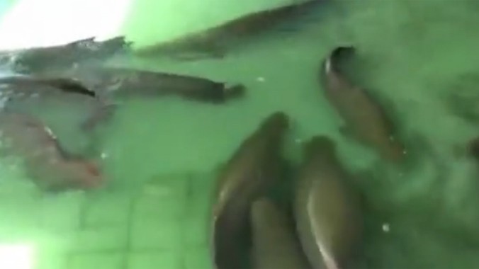 Cận cảnh đàn cá hải tượng mệnh danh 'thuỷ quái' ở Tây Ninh