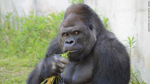 Khỉ đột Shabani nổi tiếng vì vẻ "đẹp trai", dáng chụp ảnh ấn tượng và được người hâm mộ đặt biệt danh "người đàn ông ưa nhìn". Ảnh: Higashiyama Zoo and Botanical Gardens.