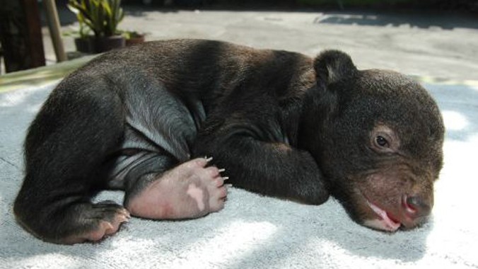 Gấu đen châu Á lúc 44 ngày tuổi. Ảnh: Wikipedia.