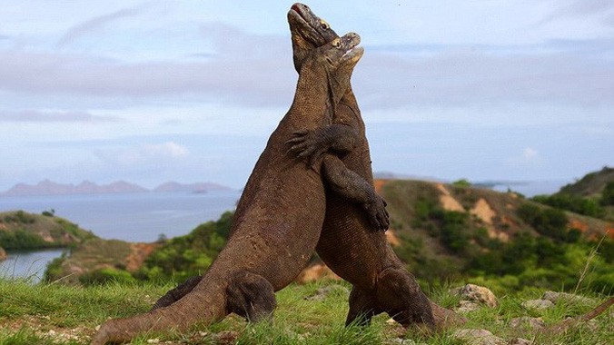 Hai con rồng Komodo chiến đấu với nhau trong khoảng 30 giây. Nguồn: Daily Mail.