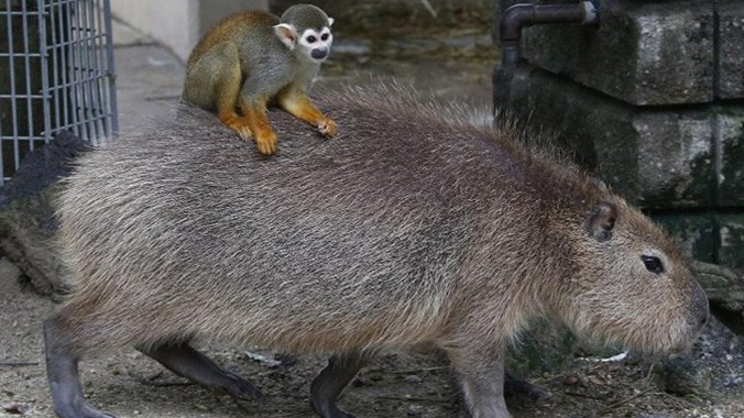 Những con khỉ sóc lười biếng tận dụng "cỗ xe chuột lang nước" như một chiếc taxi để di chuyển đến những nơi mà chúng muốn.