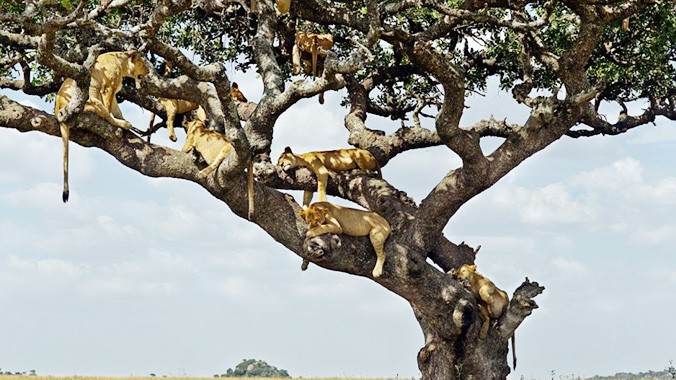 Cảnh tượng đáng kinh ngạc này được chụp tại vườn quốc gia Serengeti ở Tanzania, bởi nhiếp ảnh gia nghiệp dư Alexandr Kirichko, 50 tuổi, người Ukraina. 
