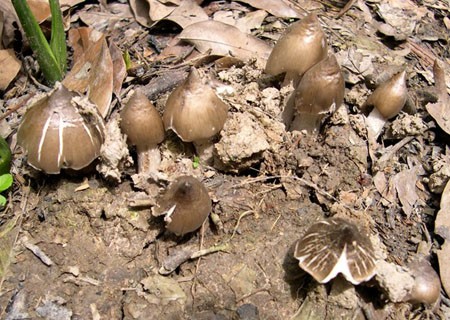 Nấm mối, loại đặc sản khai thác từ tự nhiên, đang được nhiều người săn mua.