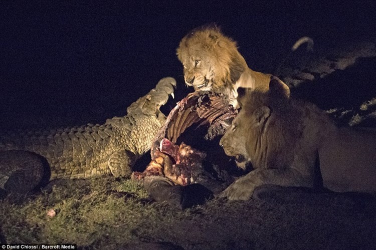 Cá sấu cướp mồi của sư tử bất chấp yếu thế hơn khi lấy 1 chọi 2.