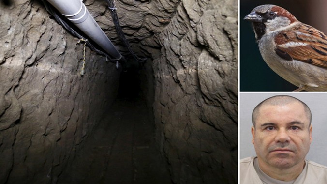 Điều tra viên tin rằng Guzman đã dùng một con chim sẻ để kiểm tra khí độc trong đường hầm.