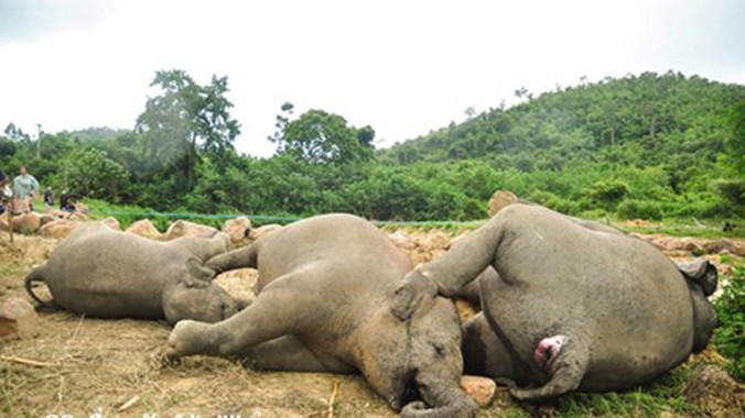 Ba con voi xấu số chết do bị điện giật - Ảnh: Coconuts Bangkok.