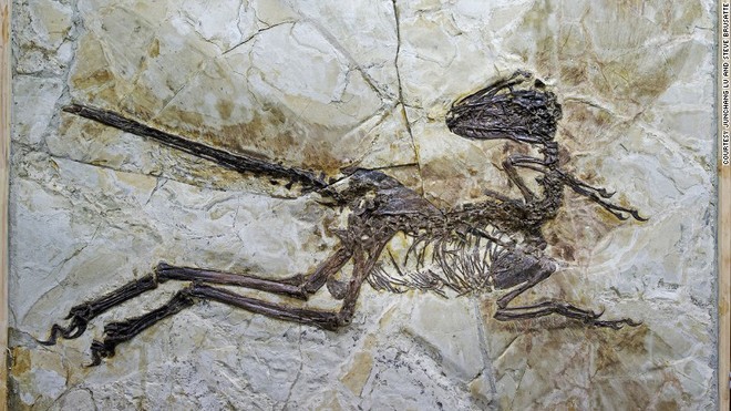 Trung Quốc phát hiện loài khủng long siêu kỳ lạ