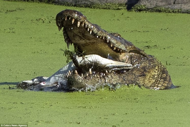 Một con cá sấu khổng lồ đã tấn công và ăn thịt đồng loại rất dã man trong vườn quốc gia Kruger, Nam Phi.