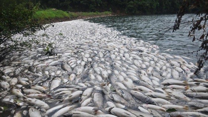 Sáng ngày 8/8, chồng bà Vương, một người dân ở làng Ngọc Thạch, Giang Tây, Trung Quốc trong lúc đi thăm hồ nuôi cá đã phát hiện hàng ngàn xác cá chết hàng loạt. 