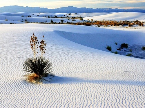 Những cồn cát trắng bên trong sa mạc thuộc công viên quốc gia White Land không một bóng râm.