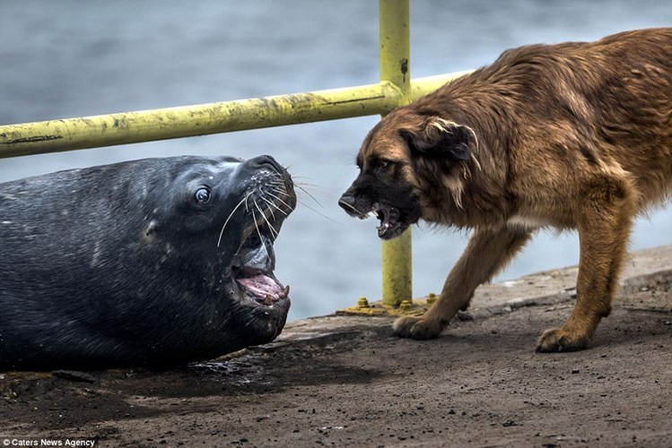 Tại bến cảng gần Taltal ở Chile đã diễn ra một màn đấu trí kịch tính giữa một con hải cẩu lớn và một con chó săn.