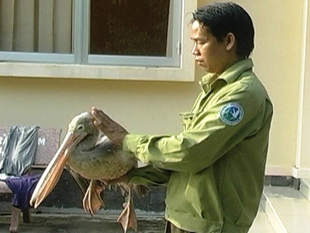 Chim lạ người dân bắt được là chim Bồ Nông chân xám khoảng 7 năm tuổi.