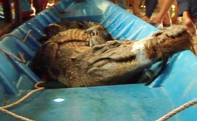 Cá sấu nặng hơn 50 kg, dài 2,2 m được kéo lên xuồng đưa vào bờ. Ảnh: Nhật Tân.