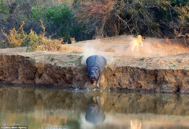 Hà mã đơn độc chuẩn bị nhảy xuống sông để thoát thân sau khi bị hai con sư tử hung dữ chặn trên bờ trong công viên động vật hoang dã Karongwe ở Nam Phi.
