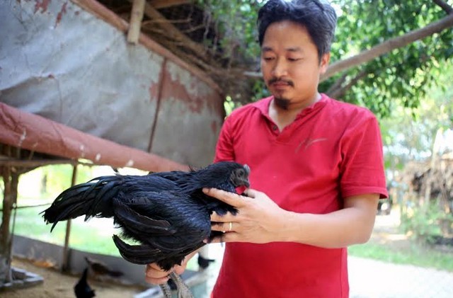 Giống gà đen Indo thuần chủng giá trên dưới 50 triệu đồng/con nhưng rất nhiều người lùng mua.