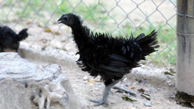 Gà đen hay còn gọi là gà mặt quỷ, có giá hơn 55 triệu đồng/con.