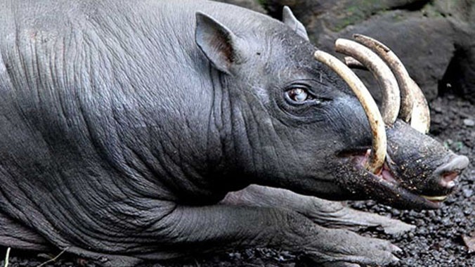 .Sở dĩ chúng được cho là kỳ lạ, bởi loài lợn này có bộ răng nanh cùng 2 chiếc “sừng” mọc ở sống mũi.