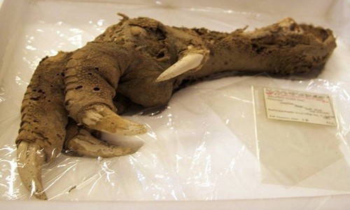 Chiếc móng vuốt của chim moa còn nguyên vẹn sau 3.300 năm. Ảnh: Wikimedia Commons.