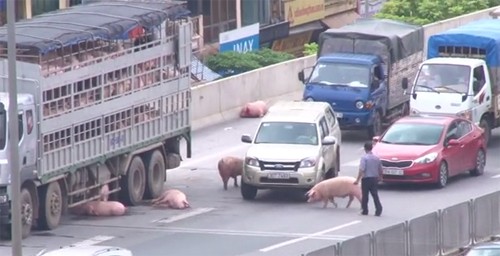 Lợn chạy khắp đường gây tắc nghẽn.