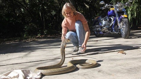 Mike Kennedy, ngôi sao truyền hình, chủ nhân của con rắn có thể sẽ bị khởi tố hình sự vì đã không thông báo với chính quyền việc con rắn độc khổng lồ xổng chuồng. Đây là con rắn đang gây hoang mang cho toàn bang Florida.