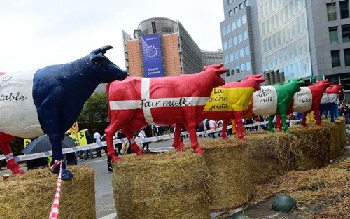 Nông dân châu Âu biểu tình phản đối giá sữa rẻ hôm qua. Ảnh: AFP.