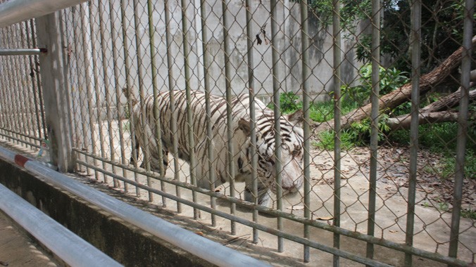 Hổ trắng được nuôi tại khu du lịch sinh thái Trại Bò.
