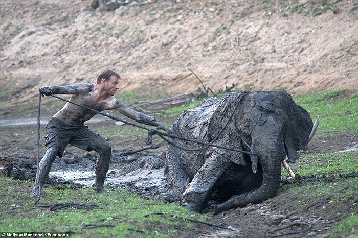 Hướng dẫn viên Len Taylor đã phải mất 6 giờ đồng hồ bất chấp nguy hiểm lội trong bùn lầy để giải cứu voi con.