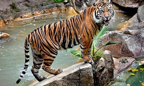 Con hổ Sumatra tấn công và vồ chết nhân viên sở thú dọn chuồng. Ảnh minh họa: LoLWot.
