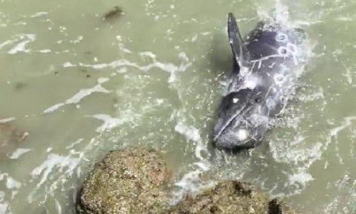 Con cá heo tuyệt vọng tự lao đầu vào bãi đá. Ảnh: The Dolphin Project.