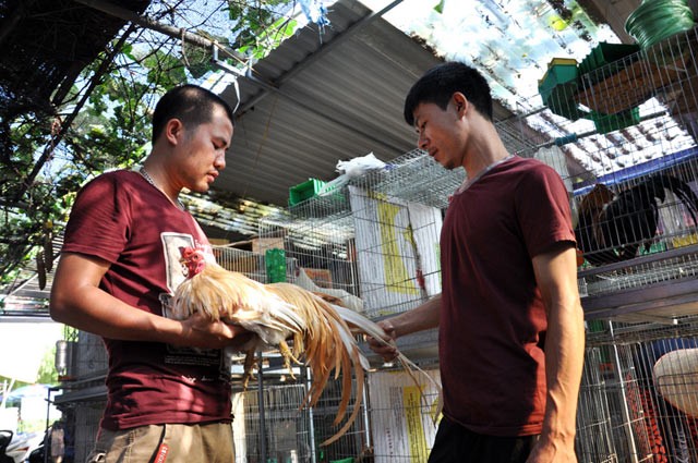 Chú gà Tân Châu "độc" có đuôi dài gần 1m tại trại gà của anh Nam.
