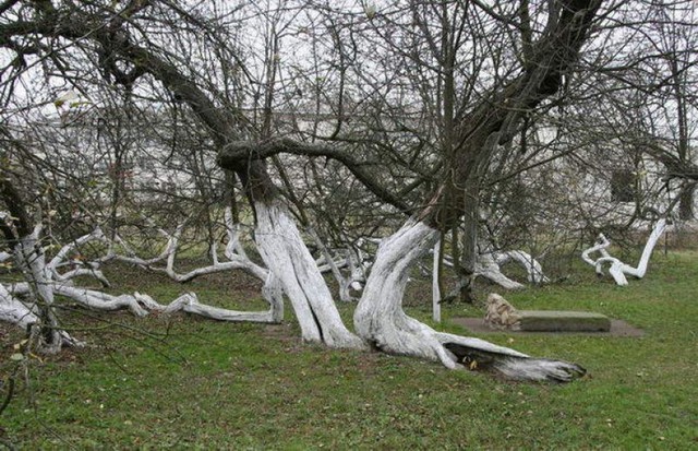 Tận thấy cây táo 220 tuổi kỳ lạ ở Ukraine
