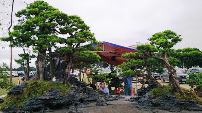 Hội chợ - Triển lãm tại Thanh Hóa trưng bày và bán hàng nghìn cây cảnh, cây bonsai nghệ thuật có giá trị cao.