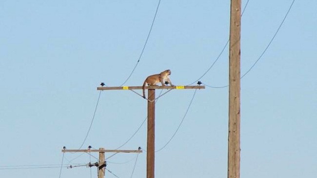 Con báo sư tử ngồi trên cột điện cao 10 m. Ảnh: Peter Day/Victor Valley Daily Press.