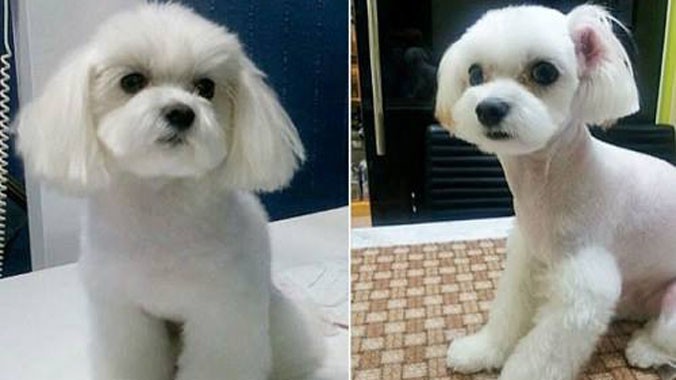 Các dịch vụ làm đẹp phổ biến nhất cho chó ở Hàn Quốc bao gồm cắt ngắn đuôi và gọt tai. Ảnh: Chosun Daily.