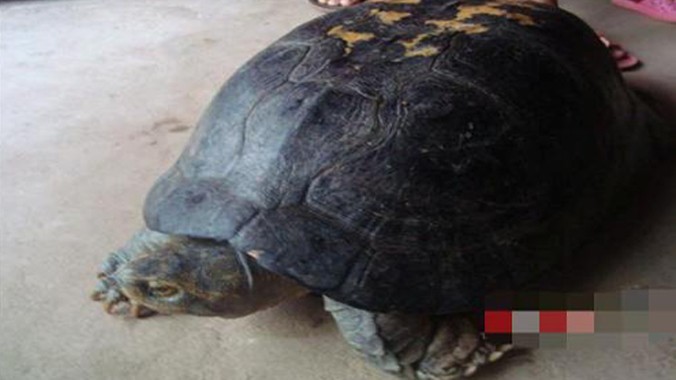 Việc phát hiện con rùa có hình thù kỳ lạ đang khiến người dân xôn xao. Ảnh NAO.