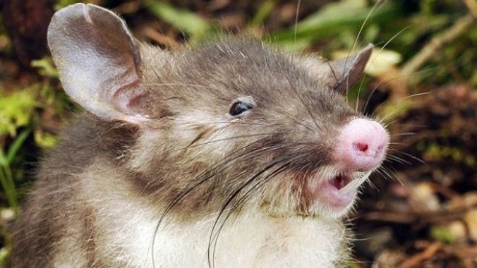 Phát hiện loài chuột mũi lợn mới ở Indonesia