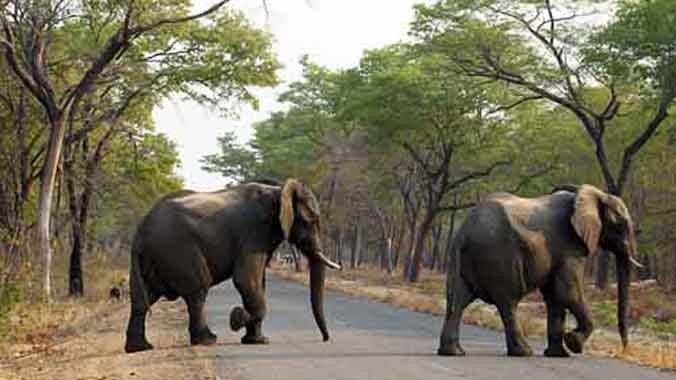Nhà chức trách Zimbabwe cảnh báo số lượng voi bị giết hại đang tăng lên. Ảnh minh họa: AP.