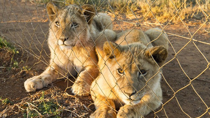 Có hàng trăm trang trại nuôi, nhốt sư tử, hổ hay động vật hoang dã tại châu Phi. Ảnh: Cecil.