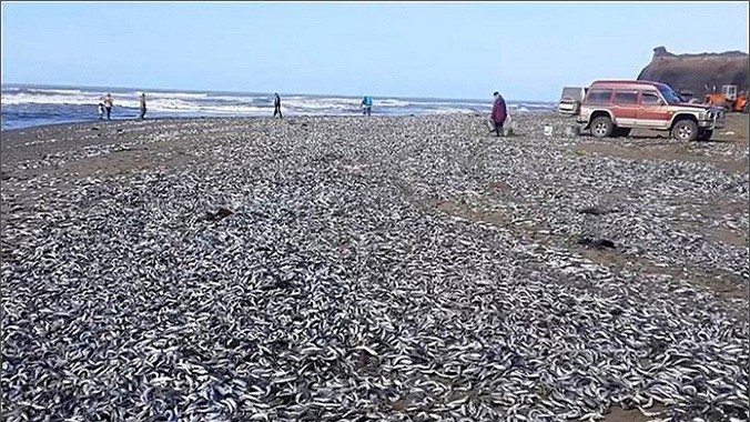 Hình ảnh bờ biển Sakhalin, gần eo biển Tatar trắng xóa vì hàng trăm ngàn con cá mòi.