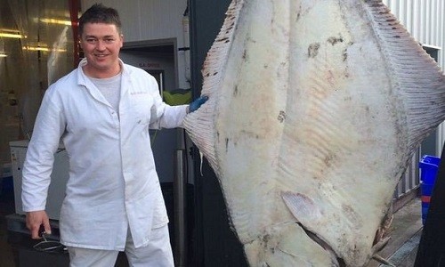 Mal Rowley chụp ảnh cùng con cá bơn khổng lồ nặng 200kg.