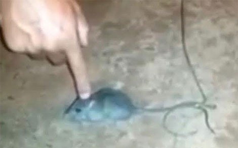 Con chuột đã bị bắt quả tang vào ngày 4/11, sau khi nó thực hiện trót lọt vài chuyến giao “hàng trắng” trong trại giam Barran de Grota.