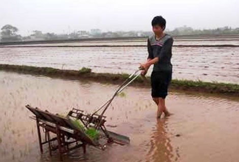 Máy cấy ra đồng.