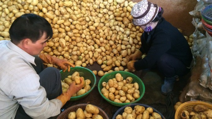 Rửa và phân loại khoai tây Trung Quốc tại chợ.