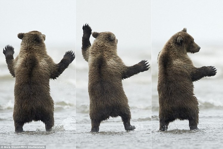 Trong khi đang lang thang trên bãi biển trong vườn quốc gia Hồ Clark, con gấu con bất ngờ đứng bằng hai chân sau và khiêu vũ như một vũ công.