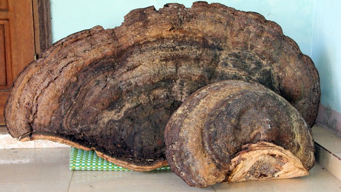 Cây nấm khổng lồ có cân nặng 52,3 kg, rộng 0,5m, dài 1,2m, cao 0,65cm.