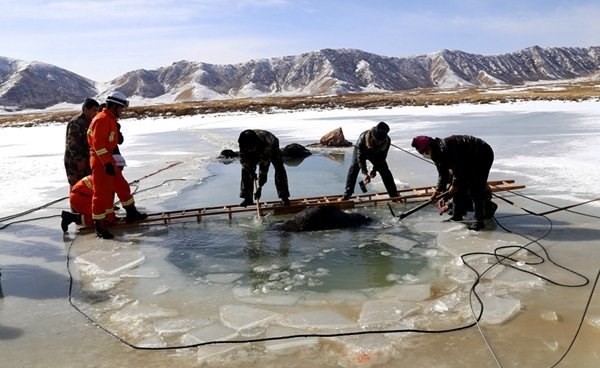 Tai nạn khiến đàn bò chết thảm xảy ra khi một nông dân ở Thanh Hải, Trung Quốc dẫn đàn bò của mình đi qua sông băng sang bãi bên kia sông để chăn thả.