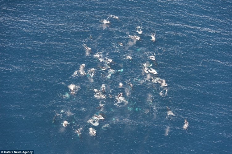Cá voi lưng gù tập trung tại một địa điểm ở ngoài khơi bờ biển thành phố Cape Town, Nam Phi.