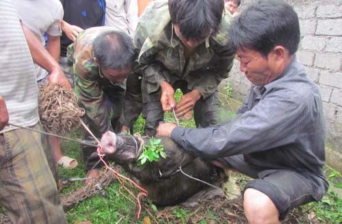 Một vụ lợn rừng tấn công người dân bị thương tại địa bàn Nghệ An. Ảnh: Hải Bình.