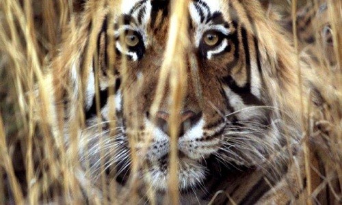 Con hổ bị bắn chết khi lao vào tấn công kiểm lâm viên. Ảnh: AFP.