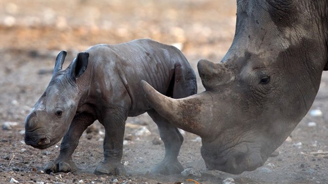 Tình trạng săn bắn trái phép tê giác để lấy sừng ở Nam Phi đang ở mức báo động. Ảnh minh họa. Nguồn: AFP.